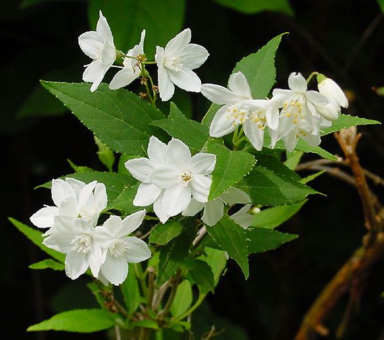 File:Deutzia gracilis A.jpg