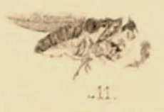 File:Dolichopus species 1890 pl3 Fig11.png