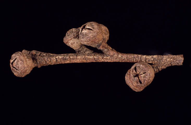 File:Eucalyptus imlayensis fruit.jpg