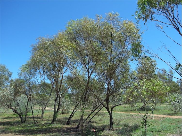 File:Eucalyptus normantonensis.jpg