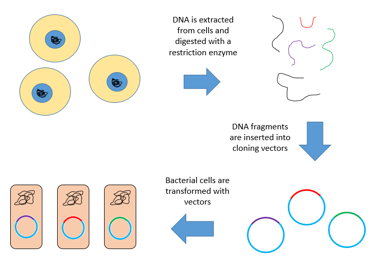 File:Genomic Library Construction.png