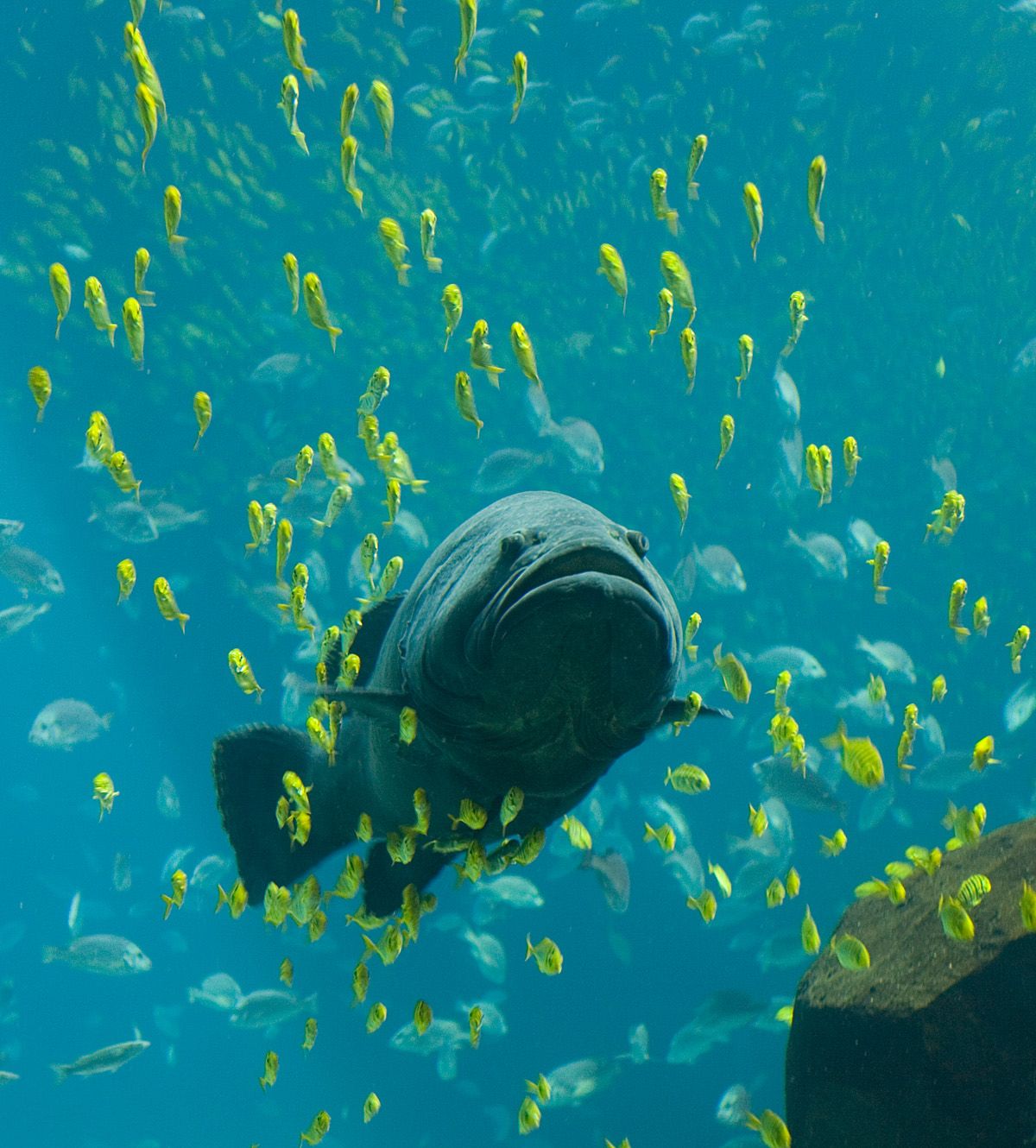 Georgia_Aquarium_-_Giant_Grouper