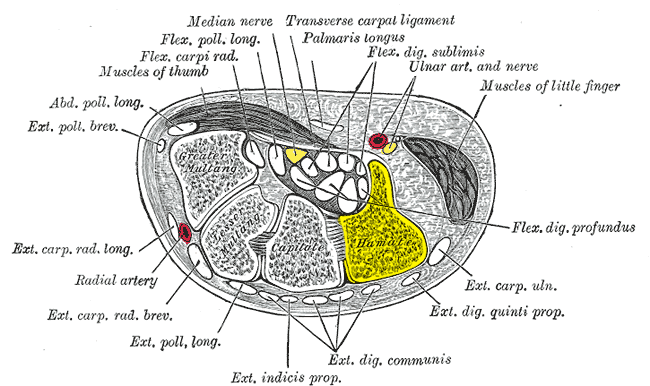 File:Gray422 - Hamate bone.png