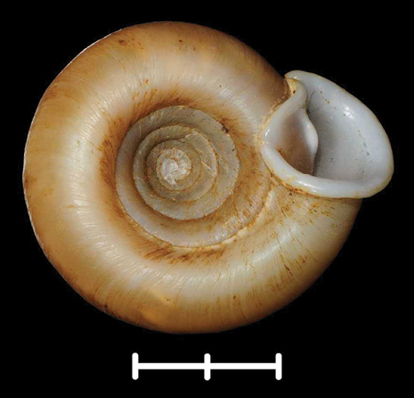 File:Halongella schlumbergeri shell 3.png