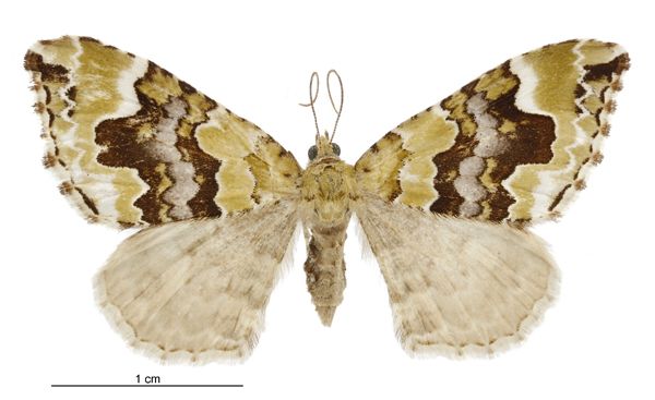 File:Hydriomena purpurifera female.jpg