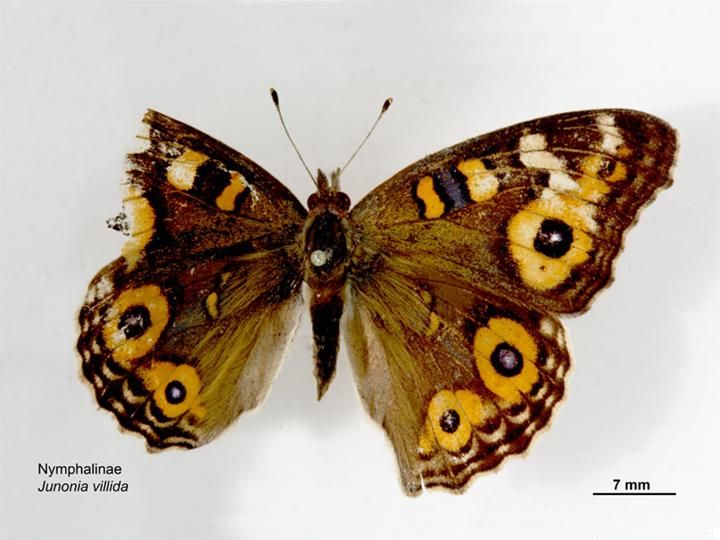 File:Junonia villida dorsal.jpg