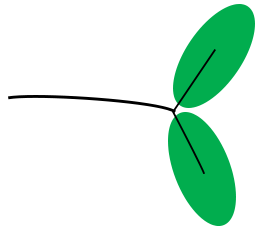 File:Leaf morphology Bifoliolate.png