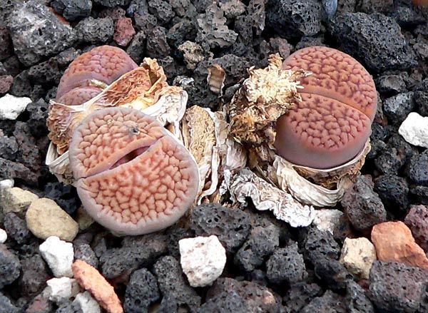 File:Lithops turbiniformis 2.jpg