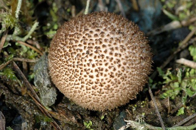 File:Lycoperdon nigrescens - Lindsey.jpg