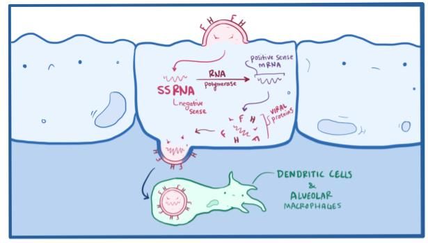 Image 6 of measles video