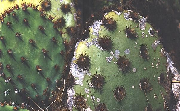 File:Opuntia aciculata.jpg