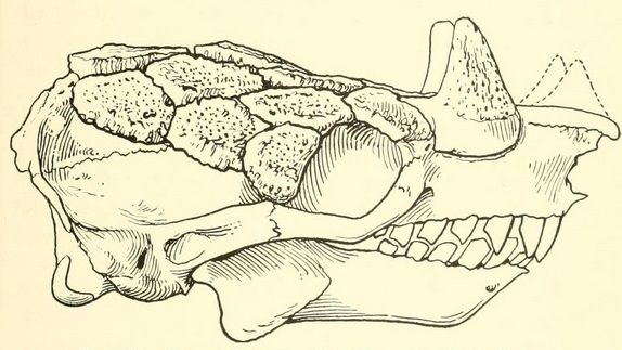 File:Peltephilus ferox skull.jpg