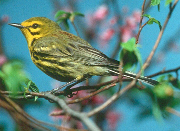 File:Prairie-Warbler-02-07-2003.jpg