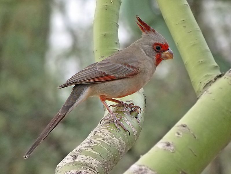 File:Pyrrhuloxia 1.jpg