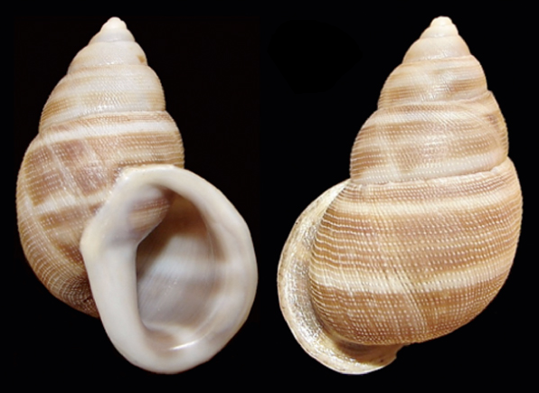 File:Scutalus mariopenai shell.png