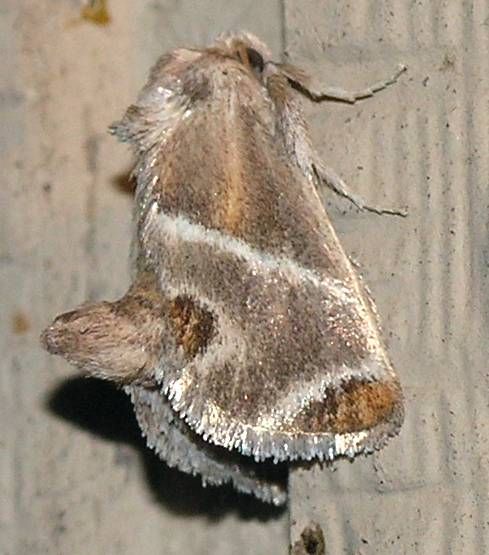 File:Shagreened Slug Moth (Apoda biguttata).jpg