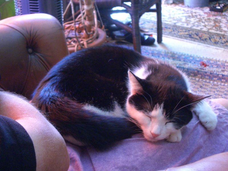 File:Sleeping Cat on lap.jpg