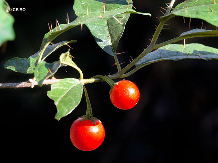 File:Solanum macoorai ALA1.jpg