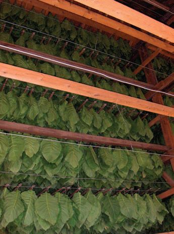 File:Tobacco leaves drying.jpg