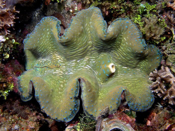 File:Tridacna giant clam.jpg