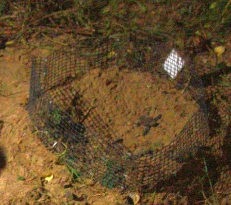 File:Turtle hatching, Mon Repos, 18 February 2011.jpg