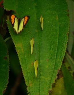 File:Yellow Orange Tip.jpg