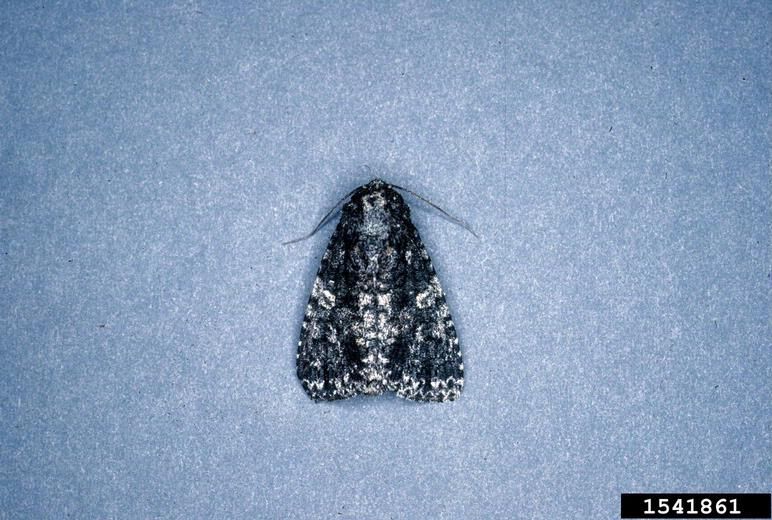 File:Acronicta afflicta2.jpg