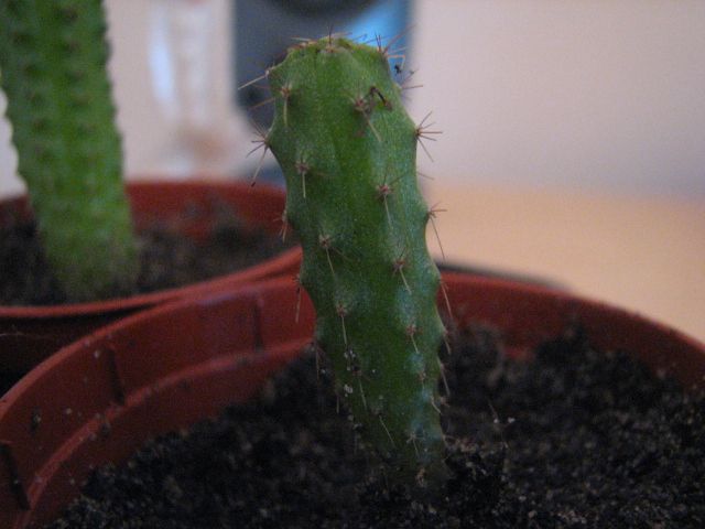 File:Baby San Pedro.jpg