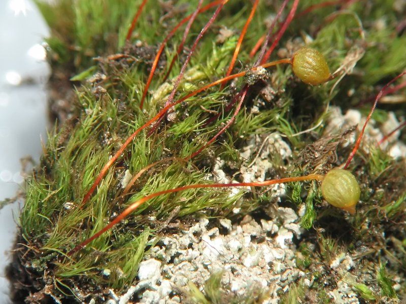 File:Bartramia ithyphylla.jpeg