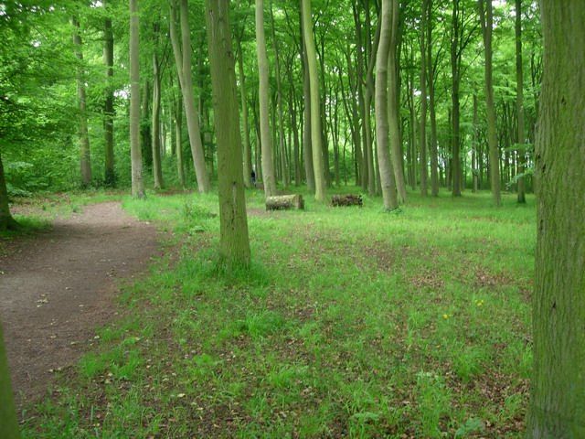 File:Beechwoods - geograph.org.uk - 826879.jpg