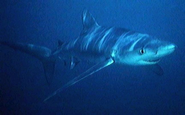 File:Blue shark.jpg