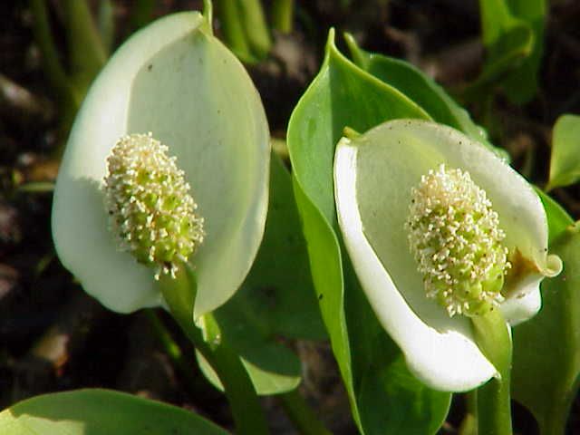 File:Calla palustris1.jpg