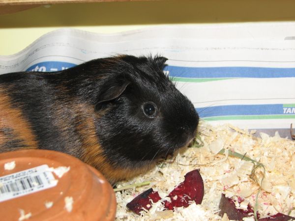 File:Cavia porcellus-Fudge.jpg