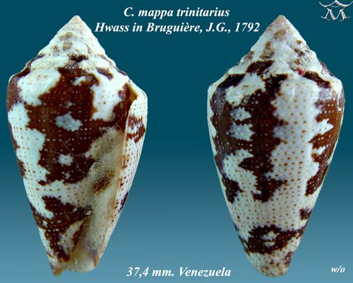 File:Conus mappa trinitarius 2.jpg