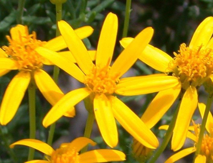 File:Damianita daisy (Chrysactinia mexicana) 2.jpg