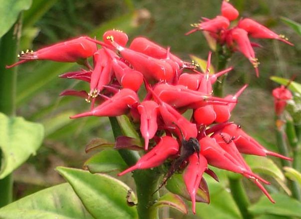 File:Euphorbia tithymaloides cropped.jpg