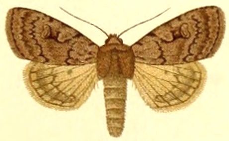 File:Euxoa subcaerulea.jpg