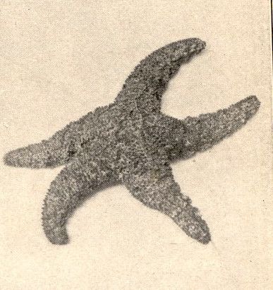 File:FMIB 52628 Asterias ochracca.jpeg