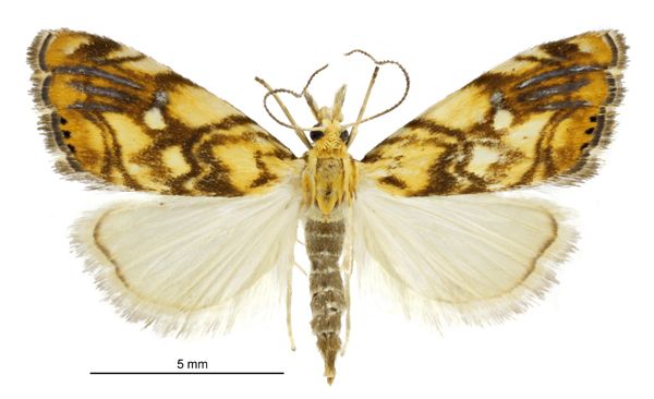 File:Glaucocharis selenaea female.jpg