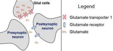 File:Glutamate reuptake via EAAT2 (GLT1).jpg