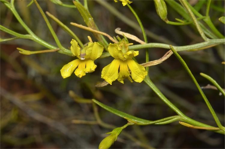 File:Goodenia vernicosa.jpg