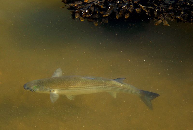 File:Grey Mullet.jpg