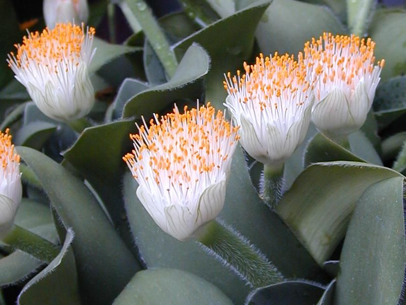 File:Haemanthus albiflos1C2000.jpg