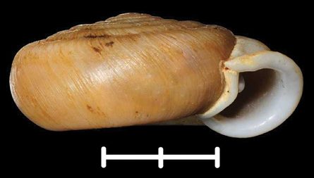 File:Halongella schlumbergeri shell.png