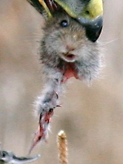 File:Hawk eating prey head only.jpg