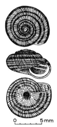 File:Helicopsis striata shell.png