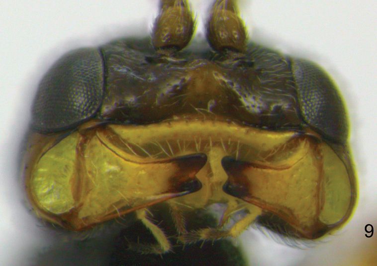 File:Idiogramma elbakyanae (cropped).jpg