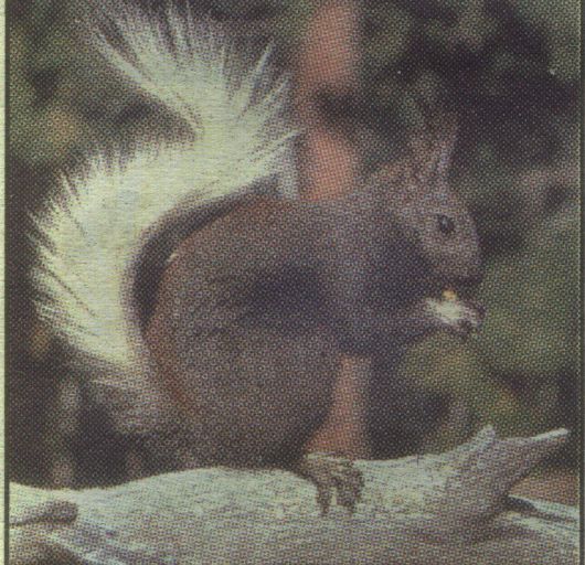 File:Kaibab-squirrel.jpg