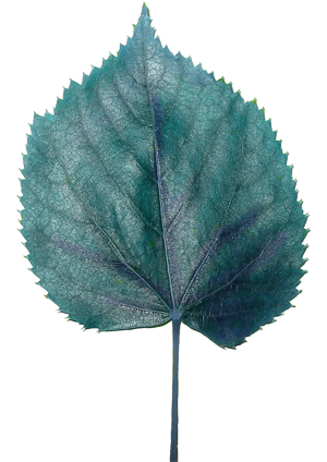 File:Leafblue2.png