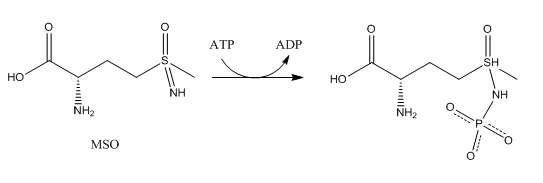 File:Methionine Sulfoximine.PNG